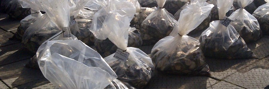 Gansbaai Duisende perlemoen gevind_1